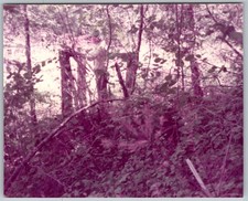 Vtg Color Snapshot Man Standing in Dense Woods Forest Trees Foliage Outdoors