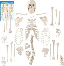 Disarticulated Human Skeleton  Full Anatomical Model  Life Sized  62” Height  Pl
