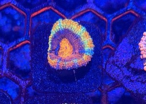 BSA Exclusive Grafted Rainbow Acan- Rare