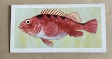 UNITED TOBACCO SOUTH AFRICA -AFRICAN FISH JACOPEVER NO.12