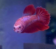 Live Betta fish HM Female 043