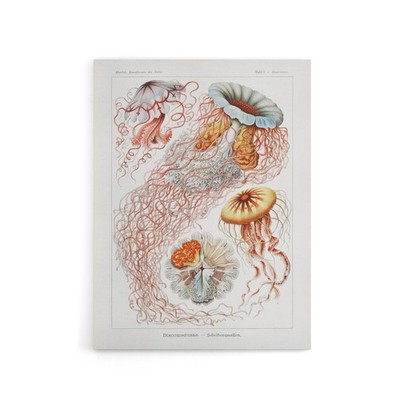 Lion's Mane Jellyfish Haeckel Botanical Canvas Wall Art