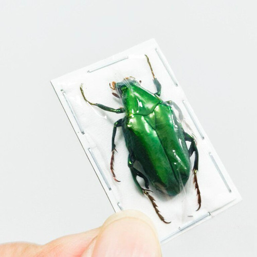 REAL Flat-chested false flower beetle (male) Science Education Specimen