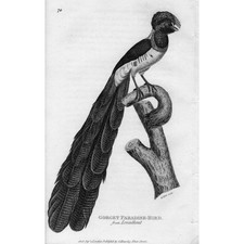 BIRDS Gorget Paradise Bird I - Antique Print 1809