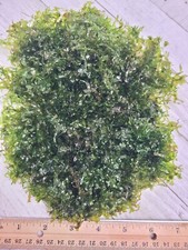 Subwassertang Round Pellia Moss Live Aquarium Plant Best Value 100 