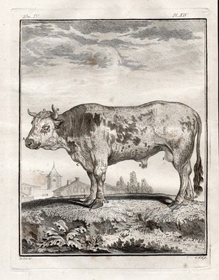 Stier bull Rind cattle Bos cows taurus gravure Kupferstich engraving Buffon 1780