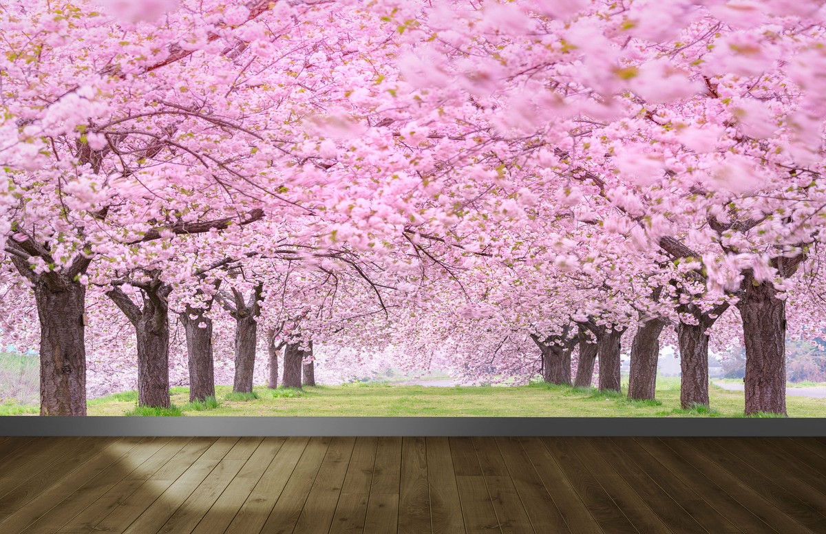 Cherry Blossom Wallpaper For Walls Cherry Blossom Wallpaper Peel