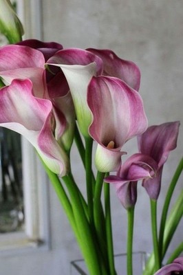 Calla lily Holland Imported Flower Bulbs For Home and Gardening 1 WHITE, VIOLET