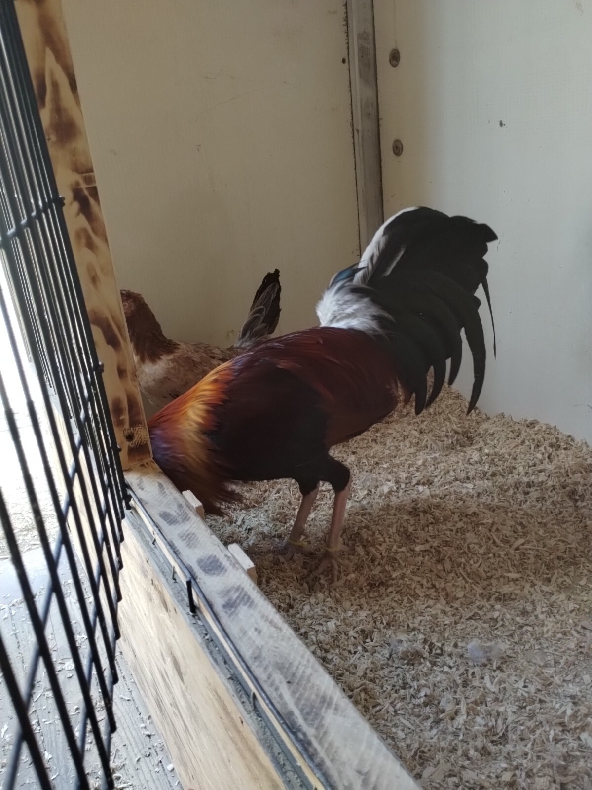 Real Deal chicken hatching eggs for sale 6 Eggs One Extra+( 7 )(Kelso