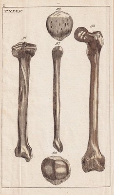 medicine man bones Mensch Knochen Medizin Kupferstich engraving Wilhelm 1800