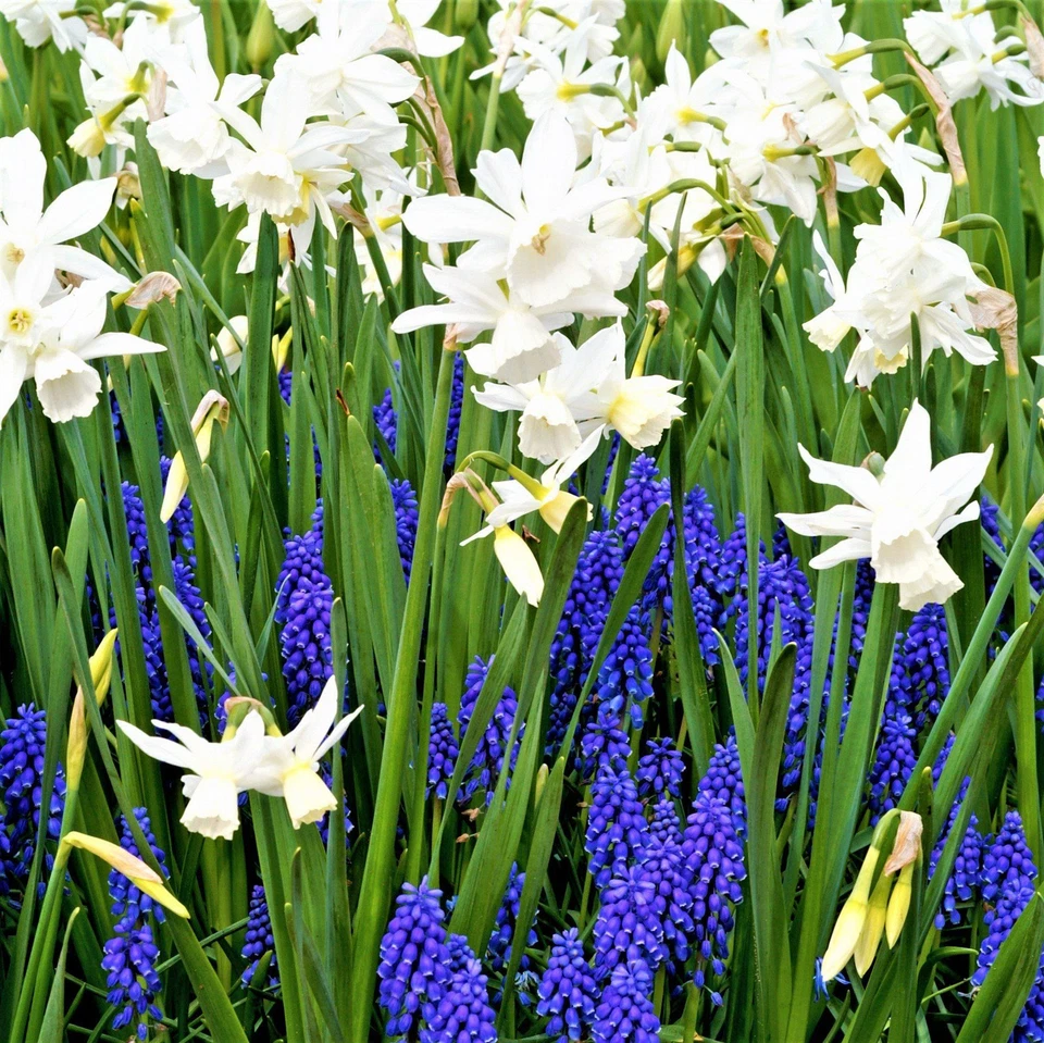 Bombillas de plantas de mezcla de serenidad Muscari y Narciso fáciles de cultivar 2 paquetes zonas 4-8 Foto 2 de 4