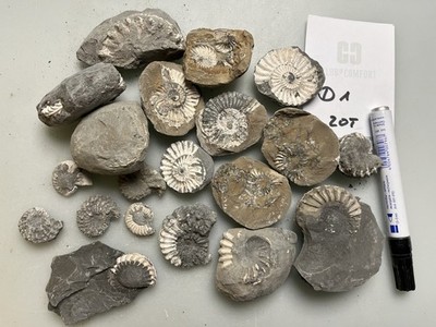 Ammoniten Pleuroceras spinatum Präparieren Lias Delta Fossilien Matrix 20 St. D1