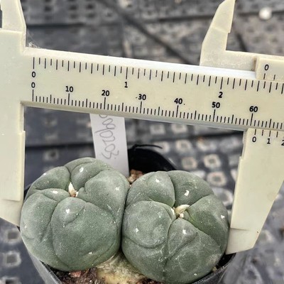 2 Heads Rare Succulent Plant Gymnocalycium Cactus Own Root Boutique WYSIWYG