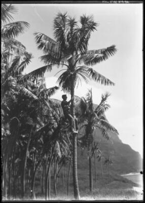 Lord Howe Island Man climbing palm tree, Lord Howe Island - Old Photo