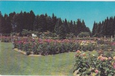 Woodland Park Rose Gardens-SEATTLE, Washington