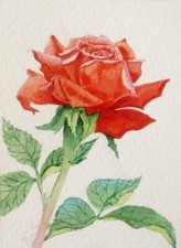 ACEO Blumen Rose Aquarell Gemälde Autor Miniatur 3,5"x2,5" kein Druck