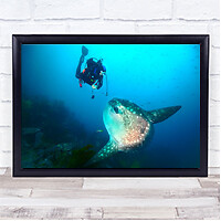 Sunfish Fish Diving Diver Underwater Wall Art Print