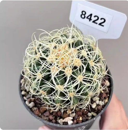 Cereus Pitajaya DC. Cactus Succulent Plant Garden beautiful Living Plant 4-7cm - Bild 7 von 7
