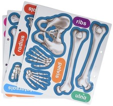 Teacher Created Resources Human Skeleton Magnetic Accent tcr-77241 tcr77241
