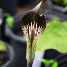 [B品] ① Arisaema lihengianum Baise B品] ① Arisaema lihengianum Baise 【公式通販】