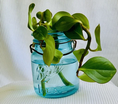 Baby Rubber Plant Cuttings. Unrooted Easy Houseplant