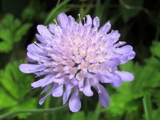 Field Scabious Knautia Arvensis lavender blue 125 seeds+4" FREE PLANT