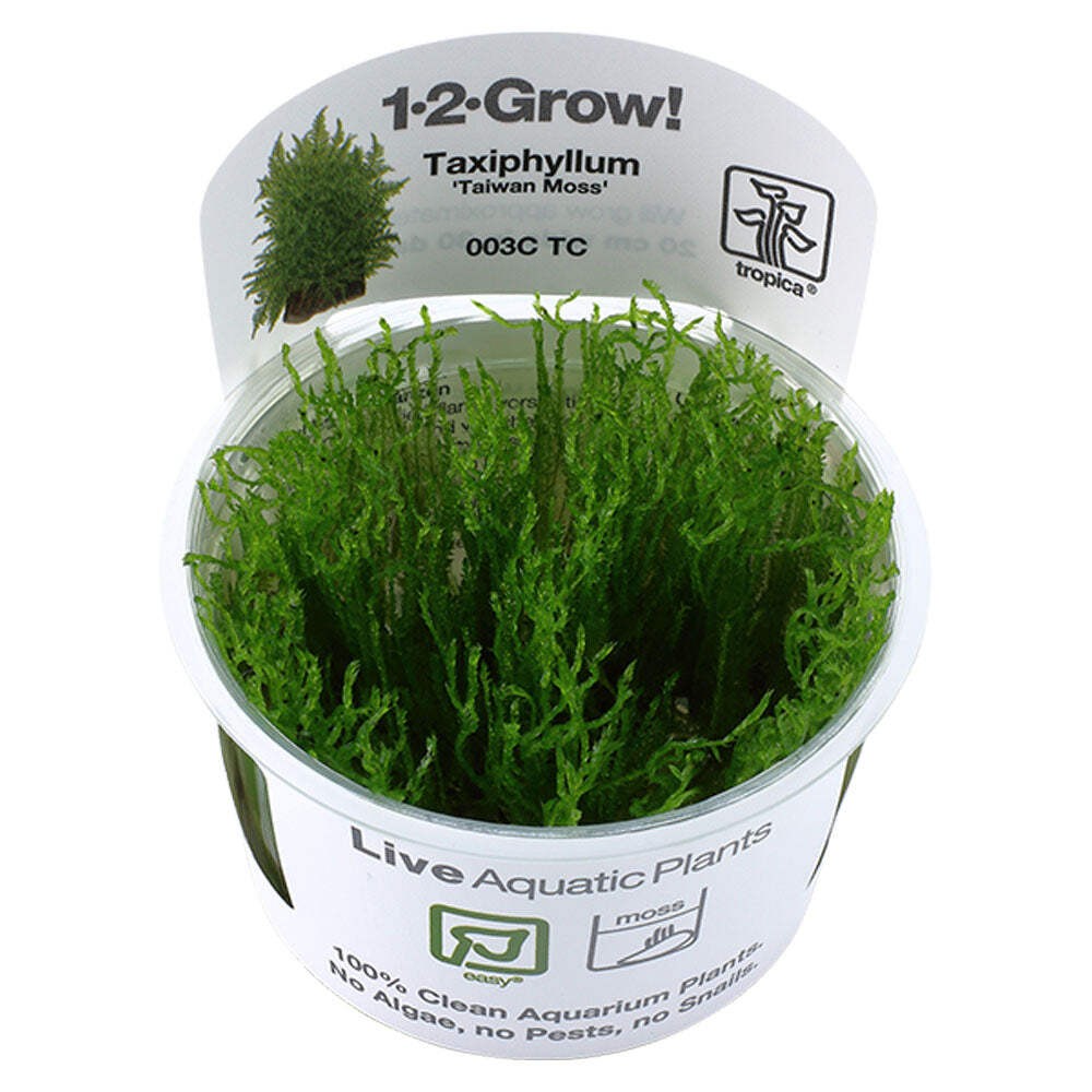 Tropica Taxiphyllum Alternans Taiwan Moss 1-2-Grow - Live Aquarium Tissue Cultur