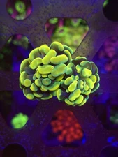 LCK Holy Grail Hammer 2 Heads Aquacultured WYSIWYG Live coral frag Lps Sps