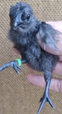 SALE 6- Fertile Extra Rare Ayam Cemani Chicken Hatching Eggs