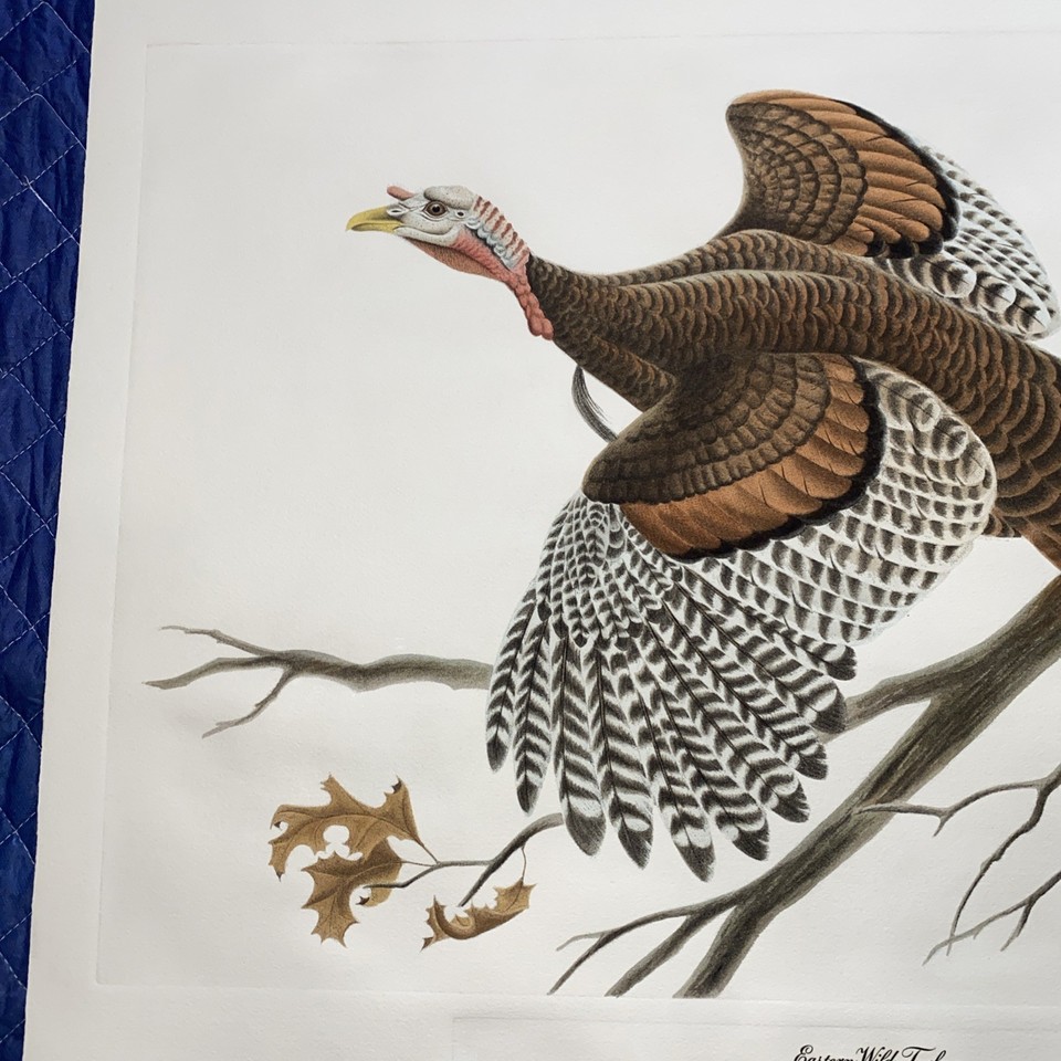 Vintage John A Ruthven Signed Engraving Print Eastern Wild Turkey LE 16 ...