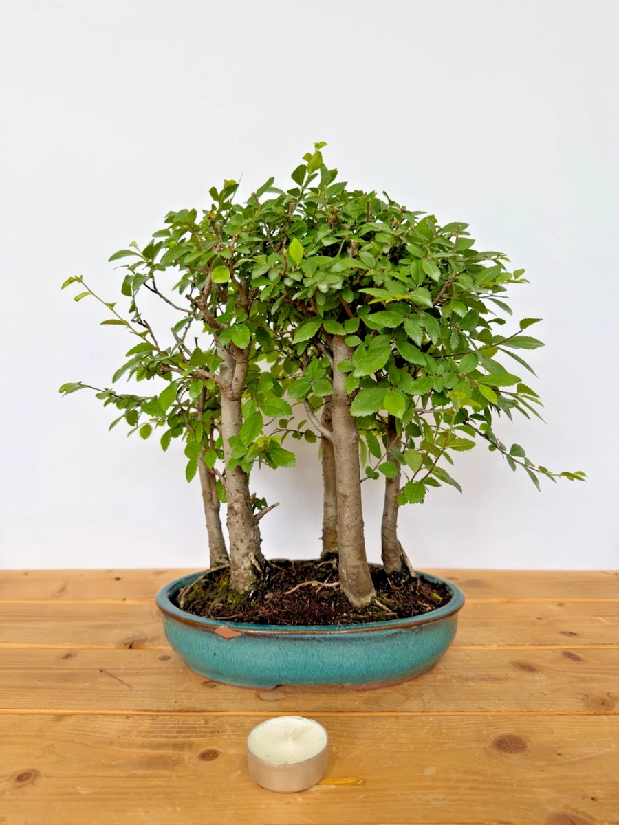 Pre-Bonsai-Pflanzen, Bume & Strucher fr volles Sonnenlicht Bonsai online  kaufen | eBay.de