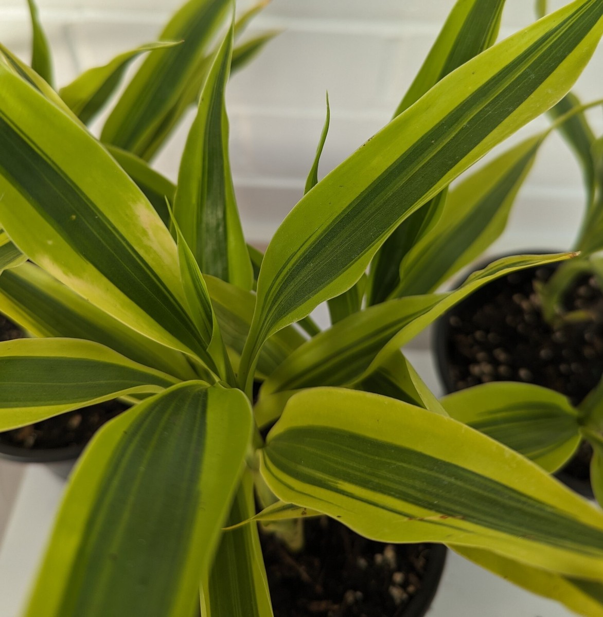 dracena dragon tree Staggered Dragon Tree: Dracaena marginata - 10 inch pot main image 0