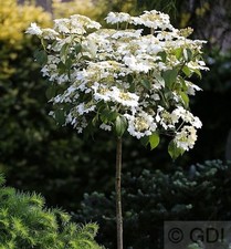 Hochstamm Gefüllter Schneeball Watanabe 80-100cm - Viburnum plicatum