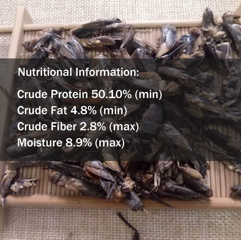 Natural Dried Crickets Japanese Koi Treats High Protein Coldwater
