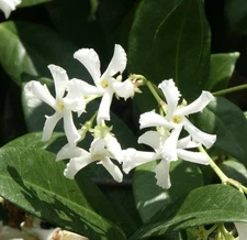 2 Confederate Star Jasmine 10" Tall Live Plant~Extremely Fragrant Climbing Vine 