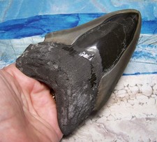 MEGALODON SHARK TOOTH 4 3/4