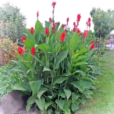 Canna Lily Bulbs (2) Two Rhizome Giant Tall Jumbo Lilies Red Flower Root Tubers