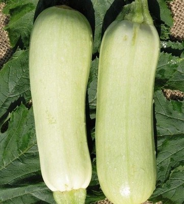 Weiße Zucchini Bianca di Trieste   Saatgut Samen | Gemüsesamen