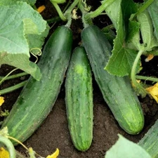 Cucumber Spacemaster 2 grams approx 60+ Seeds-Heirloom Slicer for Small Gardens,