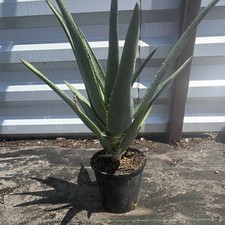 Live Potted aloe Hercules, succulents rare aloe tree specimens
