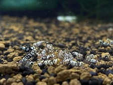 SFAquatic 10 1 BLack Fancy Tiger Caridina Shrimps. Live Arrival Guarantee.