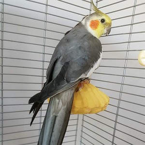 budgies and cockatiels