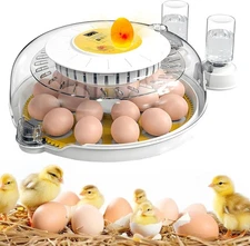 Professional Egg Incubator – 360° Full View, Precise Temperature Control, Automa
