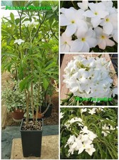 Pianta di plumeria (Plumeria plant) "Pudica"