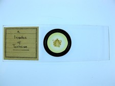  on The Hot Collector