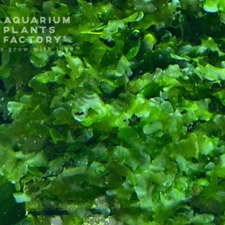 Subwassertang Moss (Round Pellia) | Aquarium Plants Factory®