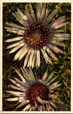 Vintage Silver Thistle Floral Postcard by Thorte Oeger Switzerland