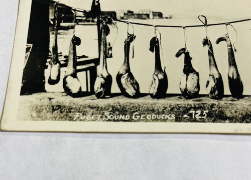 RPPC 1940’s GEODUCKS Pudget Sound, Bellingham Washington VINTAGE POSTCARD - Picture 3 of 7