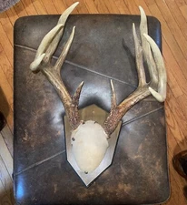 Wild 11 Point Whitetail Deer Antler Rack Horn Skull Plate Mount Man Cave