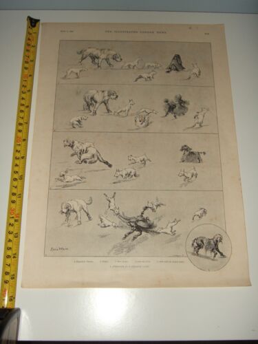 LOUIS WAIN. Dogs. 4 vintage prints. Good Condition. Illustrated London News - Picture 2 of 5